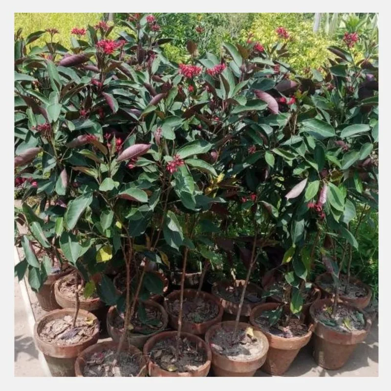 Jatropha Plant