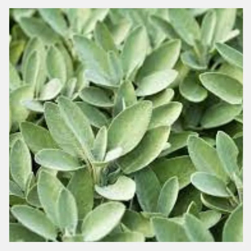 sage