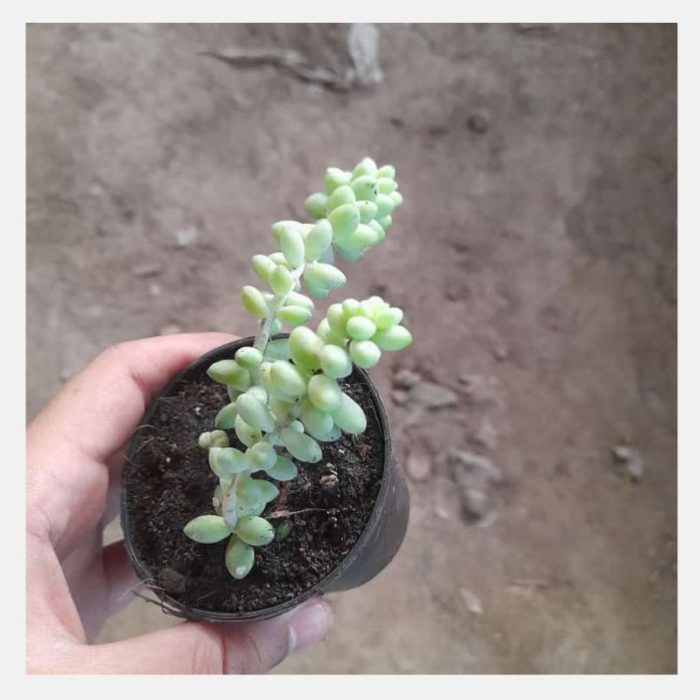 Burro’s Tail