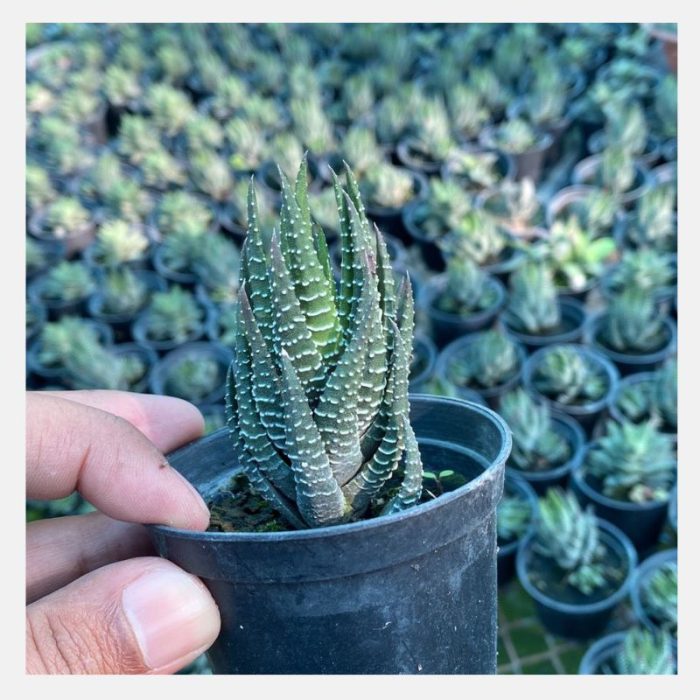 Zebra Haworthia