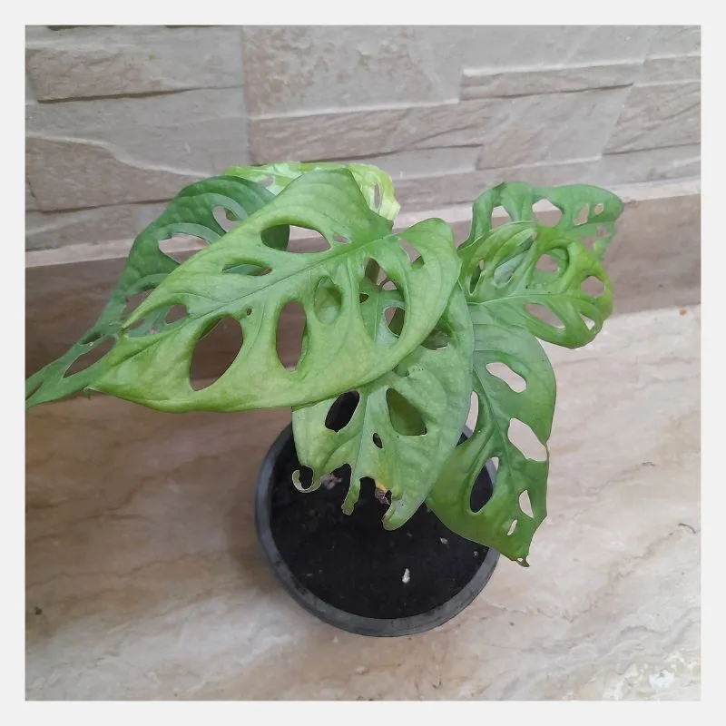 Small Swiss Cheese Vine (Monstera adansonii)