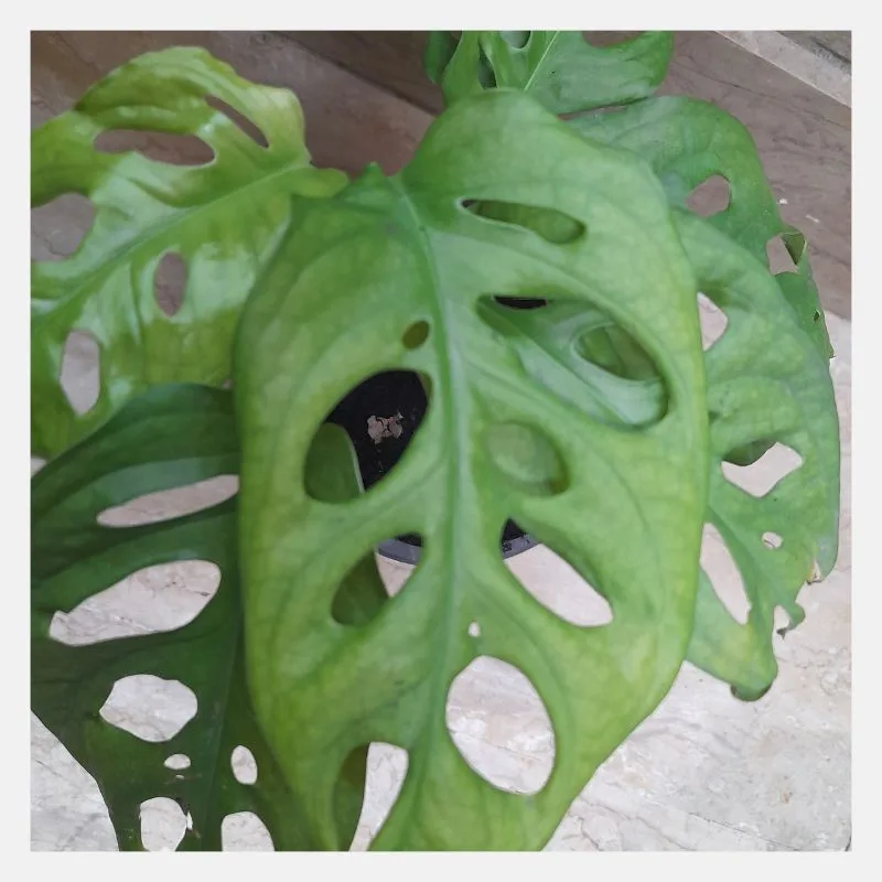Small Swiss Cheese Vine (Monstera adansonii)