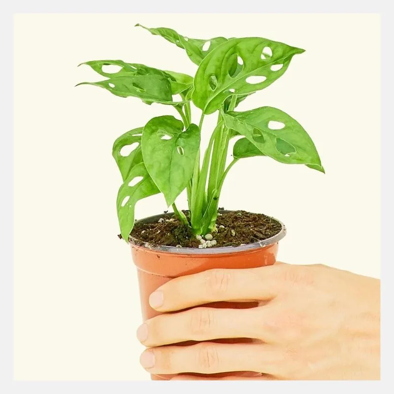 Small Swiss Cheese Vine (Monstera adansonii)