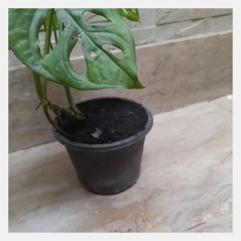 Small Swiss Cheese Vine (Monstera adansonii)
