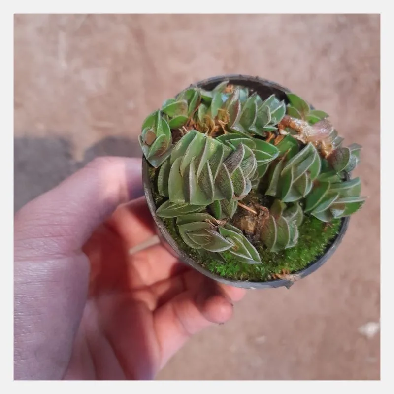 Callisia Navicularis