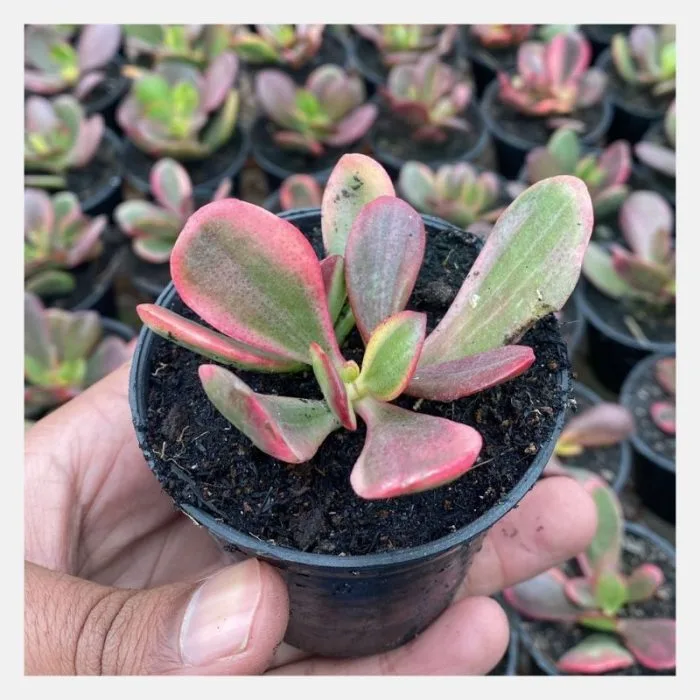Crassula ovata Hummel's Ghost