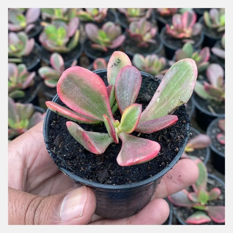 Crassula ovata Hummel’s Ghost