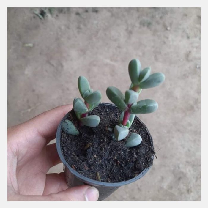 Delosperma Lehmannii Plant