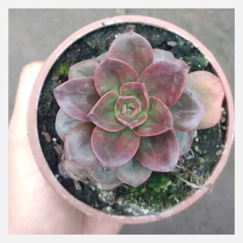 Echeveria Melaco