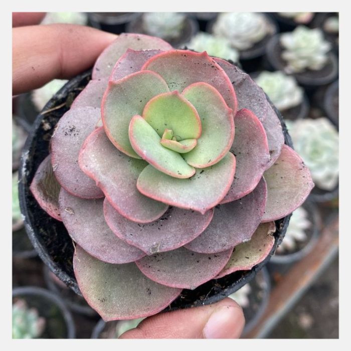 Echeveria Suyon Var