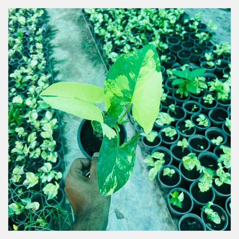 Half Moon Syngonium