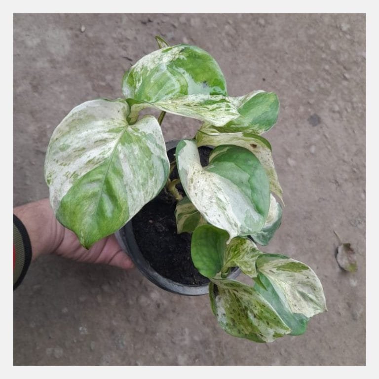 Manjulla Manjula Pothos