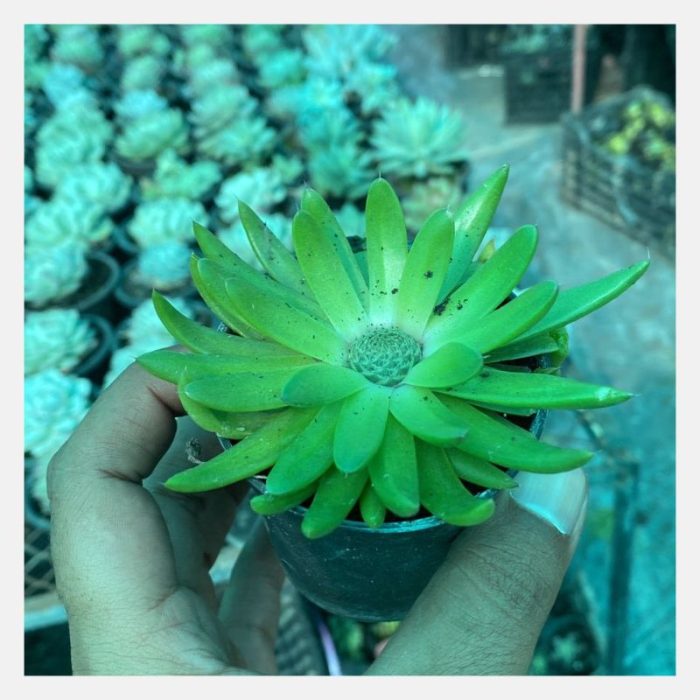 Orostachys Japonica