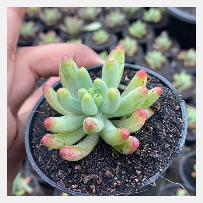 Sedum Pachyphyllum Jelly Beans