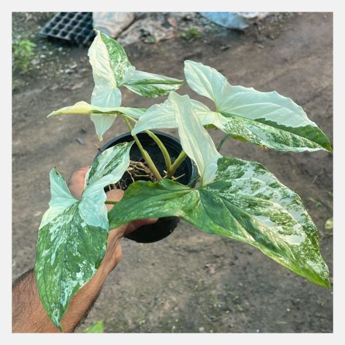 Syngonium Albo