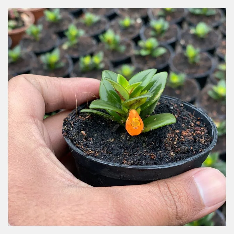 crassula springtime 1
