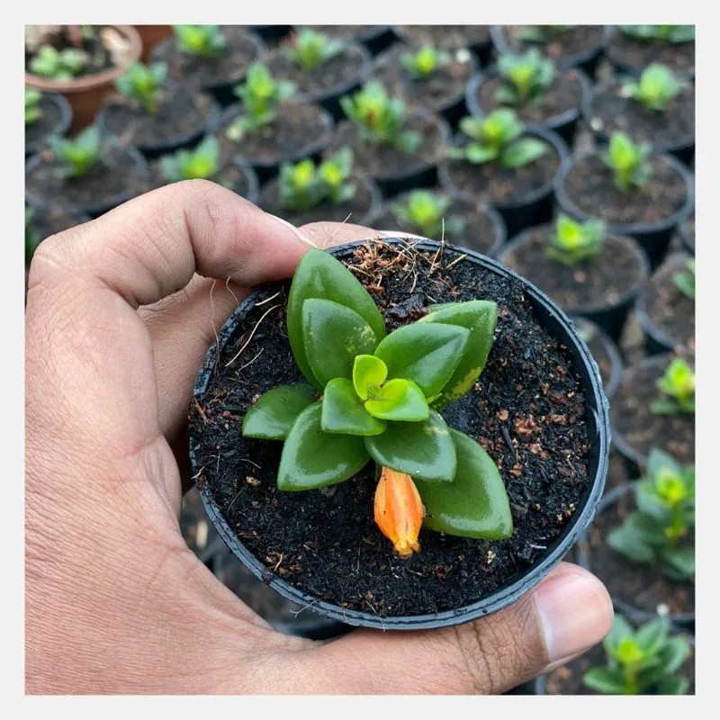 crassula springtime