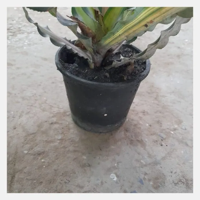 cryptanthus bivittatus pink and green