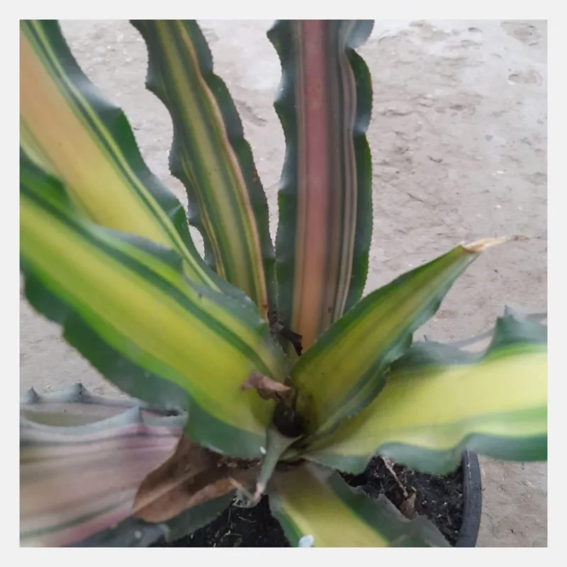cryptanthus bivittatus pink and green 2