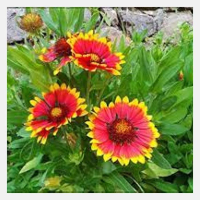 Gaillardia Aristata