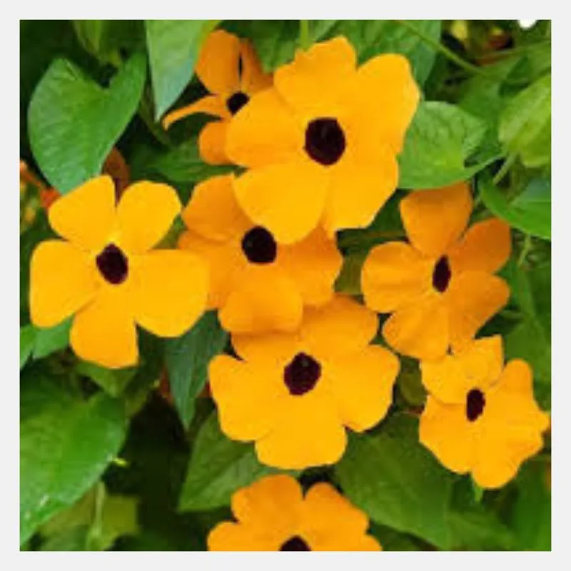 Black Eyed Susan