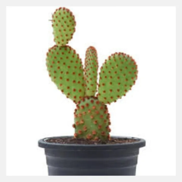 bunny ear