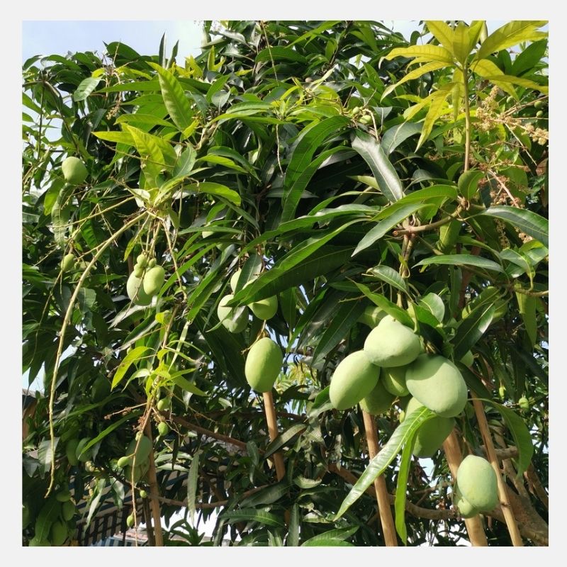 Chaunsa mango