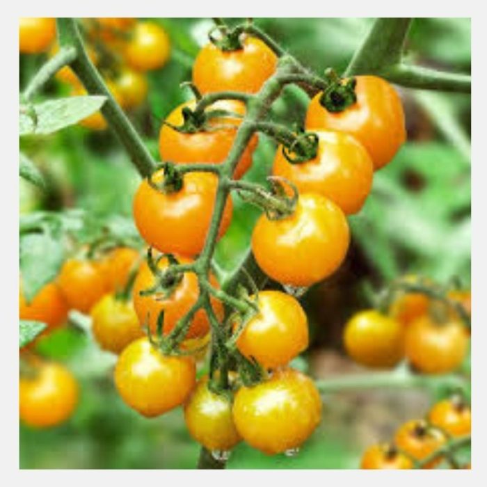 Cherry tomato yellow