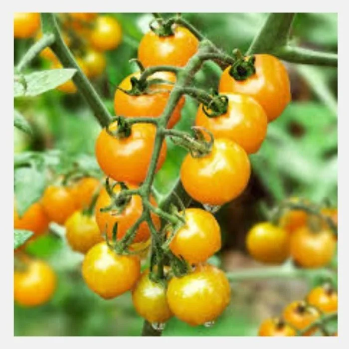 Cherry tomato yellow
