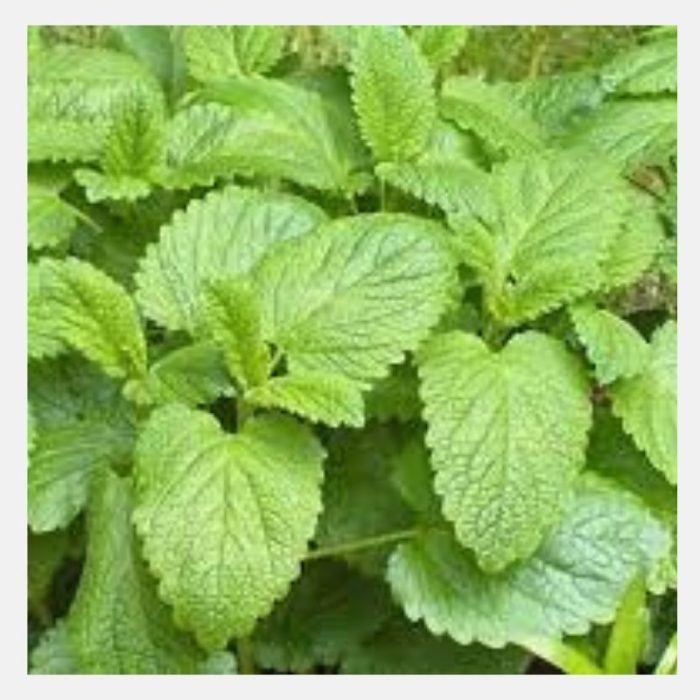 Lemon Balm