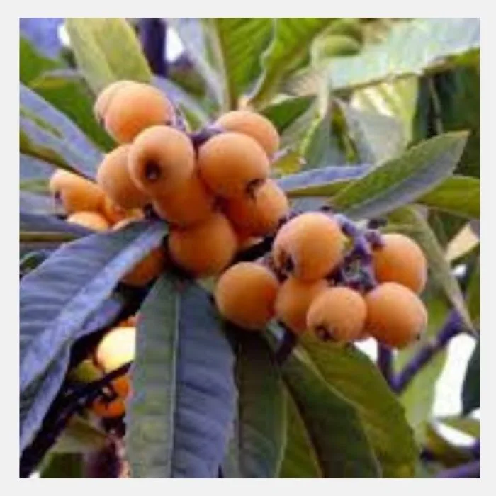 Loquat