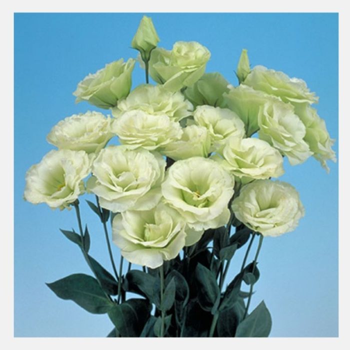 Lisianthus Lime Green