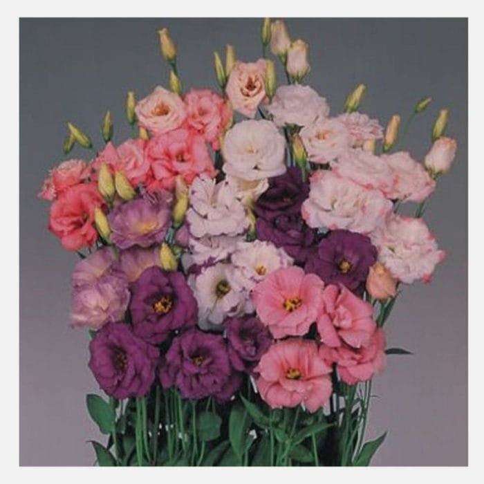 Ethos Blue Lisianthus Seeds - Non-GMO Heirloom Flower Seeds - 125 To 5000 Count