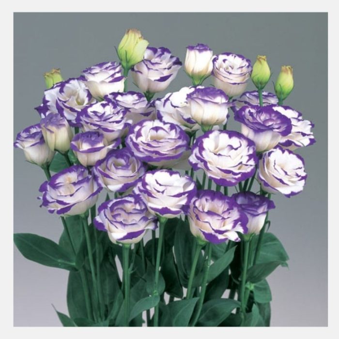 Lisianthus blue picote