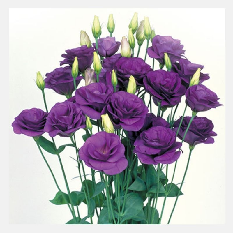 Lisianthus blue