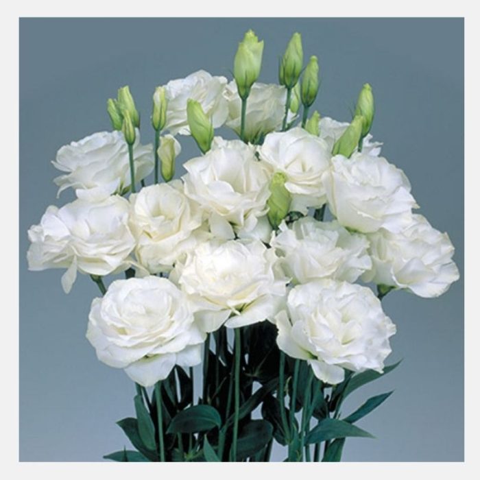 Lisianthus white