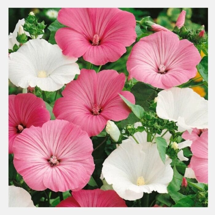 lavatera Flower Seeds