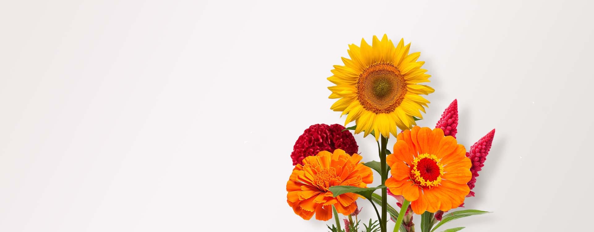 Summer Flower Seeds