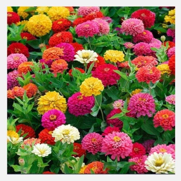 Zinnia Thumbelina