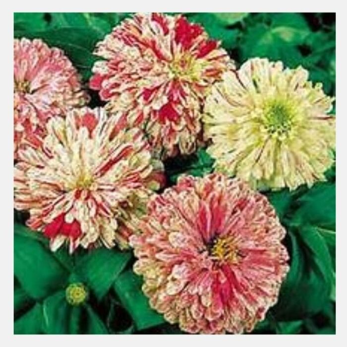 Zinnia Peppermint