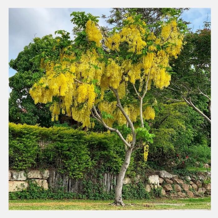 Amaltas