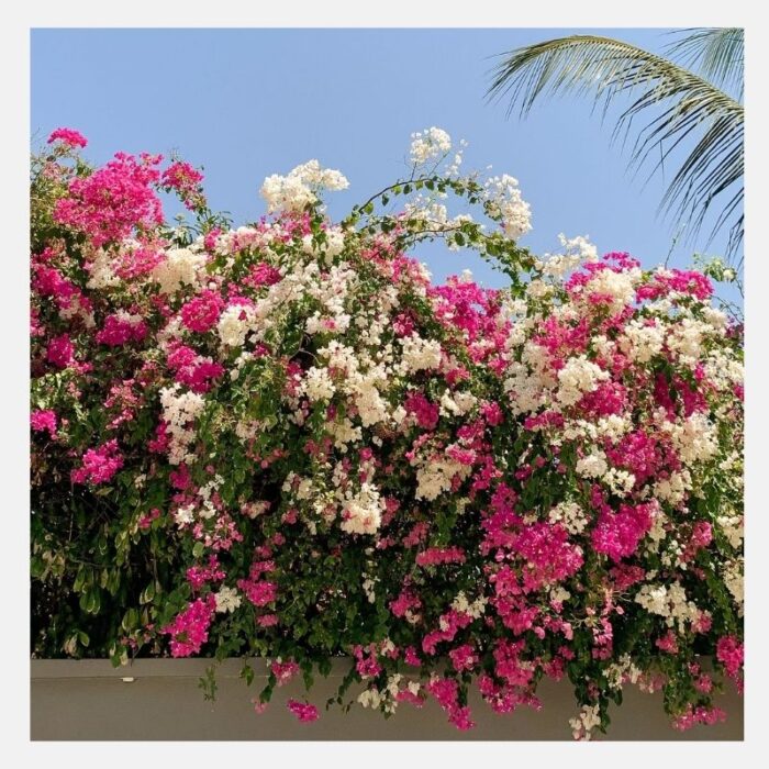 bougainvillea