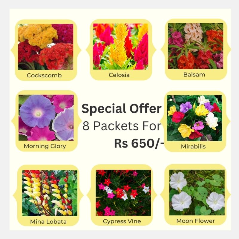 Rainy Season Deal