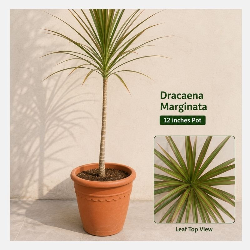 Dracaena Marginata Plant